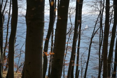 Jasmund Ulusal Parkı İlkel Ormanı İlkbaharda, Rugen Adası, Almanya