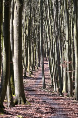 Jasmund Ulusal Parkı İlkel Orman, Rugen Adası, Almanya