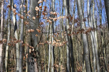 Jasmund Ulusal Parkı İlkel Ormanı İlkbaharda, Rugen Adası, Almanya