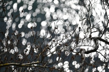 Jasmund Ulusal Parkı İlkel Ormanı İlkbaharda, Rugen Adası, Almanya