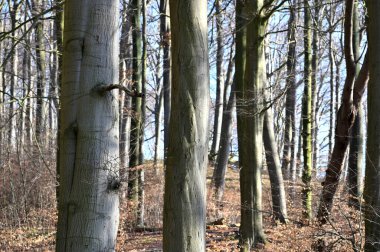 Jasmund Ulusal Parkı İlkel Ormanı İlkbaharda, Rugen Adası, Almanya