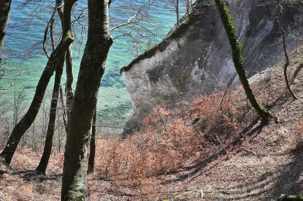 Jasmund National Park primeval forest at spring, Rugen island, Germany