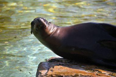 Deniz Aslanı şakacı bir şekilde burnunu fotoğrafçıya gösteriyor.
