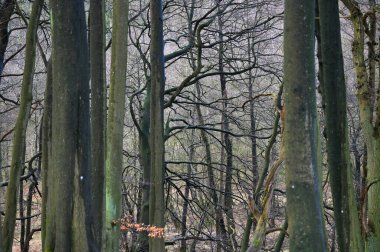 Jasmund Ulusal Parkı İlkel Ormanı İlkbaharda, Rugen Adası, Almanya