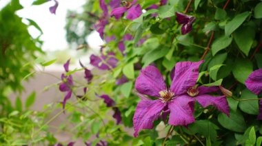 Bahçedeki küçük renkli çiçekler, yaz çiçekleri.