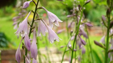 Bahçedeki küçük renkli çiçekler, yaz çiçekleri.