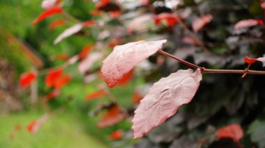 Kırmızı bir kayın ağacının kırmızı yaprakları, Fagus sylvatica