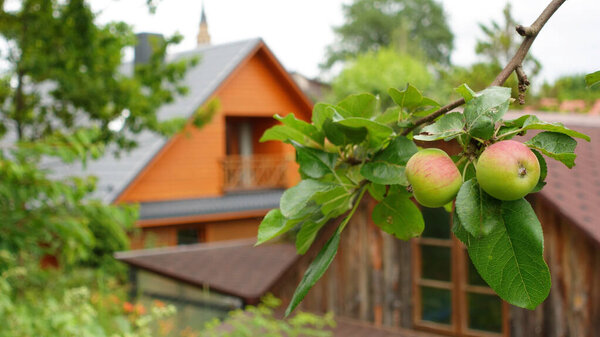 Яблоки созревают в саду, яблоки летом в саду
