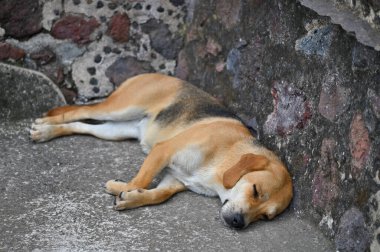 Mexico City yakınlarındaki Teotihuacan 'da piramitlerde yatan küçük bir köpek.