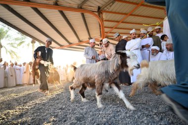 Nizwa, Umman - 25 Ekim 2024: Umman, Nizwa 'daki Keçi Pazarında geleneksel kostümlü tanımlanamayan Umman erkekleri