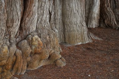 Tule Ağacı (Taxodium huegelii, Montezuma selvi), Meksika 'nın Oaxaca şehrinde Santa Maria del Tule adasında bulunan ve dünyanın en yaşlı ve en büyük ağacı olduğu söylenir. UNESCO dünya mirası sahası