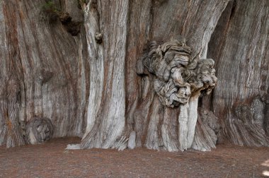 Tule Ağacı (Taxodium huegelii, Montezuma selvi), Meksika 'nın Oaxaca şehrinde Santa Maria del Tule adasında bulunan ve dünyanın en yaşlı ve en büyük ağacı olduğu söylenir. UNESCO dünya mirası sahası