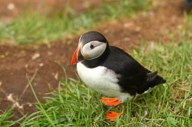 Atlantik puffin de ortak puffin olarak biliyorum auk ailesinde bir deniz kuşu türüdür.