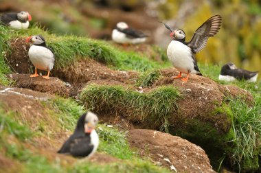 Atlantik puffin de ortak puffin olarak biliyorum auk ailesinde bir deniz kuşu türüdür.