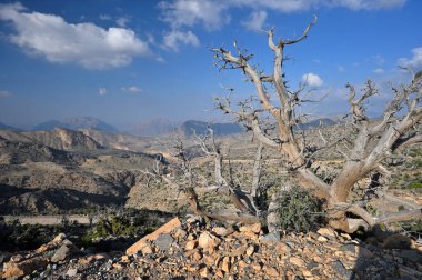 Sabah vakti Sayq Platosu 'nun dağ manzarası. Jebel Akhdar dağları Umman Sultanı.