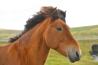 İzlanda Atı Yaz Çayırında, Faroe Adaları, Danimarka