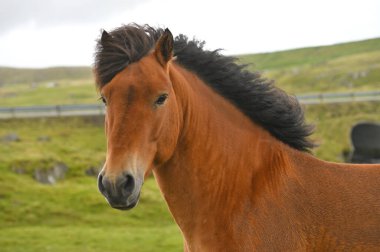 İzlanda Atı Yaz Çayırında, Faroe Adaları, Danimarka