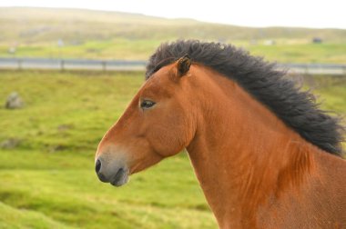 İzlanda Atı Yaz Çayırında, Faroe Adaları, Danimarka
