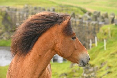 İzlanda Atı Yaz Çayırında, Faroe Adaları, Danimarka