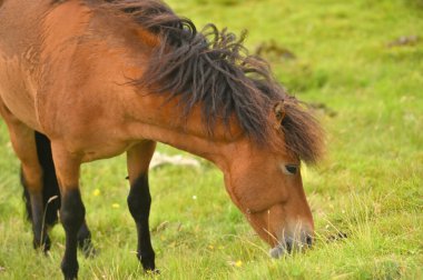 İzlanda Atı Yaz Çayırında, Faroe Adaları, Danimarka