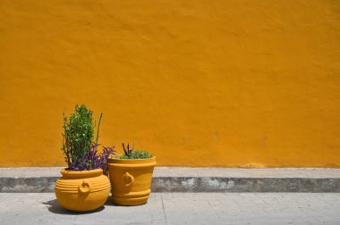 Valladolid, Yucatan, Meksika 'nın merkezinde renkli sarı duvar ve çiçek saksıları.