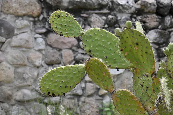 İğneli yeşil kaktüs, Meksika, Amerika