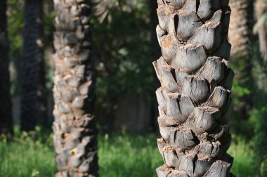 Umman 'da hurma fidanlığı. Orta Doğu 'da tropik tarım endüstrisi