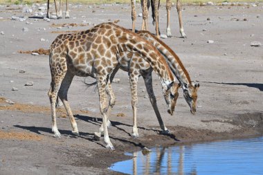 Zürafalar (Giraffa camelopardalis) Etosha Ulusal Parkı, Namibya, Afrika 'daki su birikintisinde içiyorlar.