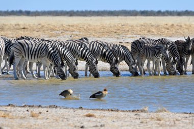 Zebra grubu Etosha Ulusal Parkı, Namibya, Afrika 'daki bir su birikintisinde su içiyorlar.