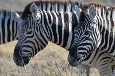 Afrika çalılığında zebraları soydum. Etosha Ulusal Parkı, Namibya. Afrika safarisi vahşi yaşam. Doğadaki vahşi hayvan..