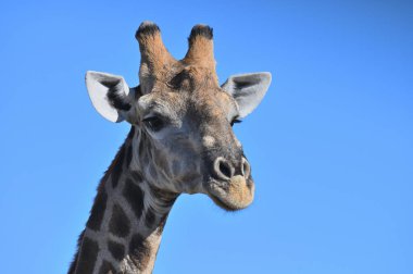 Etosha Ulusal Parkı, Namibya, Afrika 'da Zürafa (Giraffa camelopardalis)