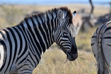 Afrika çalılığında zebraları soydum. Etosha Ulusal Parkı, Namibya. Afrika safarisi vahşi yaşam. Doğadaki vahşi hayvan..