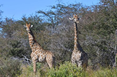 Etosha Ulusal Parkı, Namibya, Afrika 'da Zürafalar (Giraffa camelopardalis)