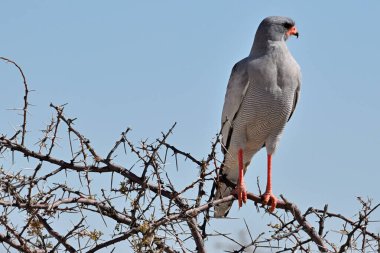 Solgun İlahi Şahin (Melierax canorus) Etosha Ulusal Parkı, Namibya, Afrika
