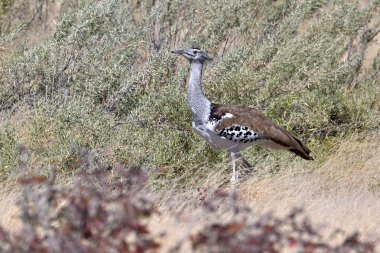 Kori Bustard - Ardeotis kori - Afrika 'nın en büyük uçan kuşu olarak kabul edilir. Burada Etosha Ulusal Parkı, Namibya düzlüklerinde yürürken görülüyor..