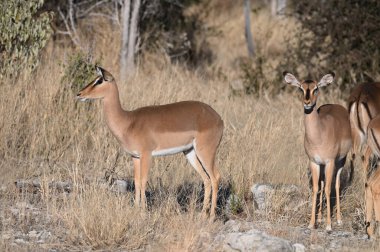 Etosha Ulusal Parkı, Namibya, Afrika 'da Siyah yüzlü impalalar (aepyceros melampus petersi)
