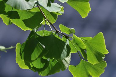 Ginko Biloba 'nın yaşlı ağaç yapraklarına yakın çekim