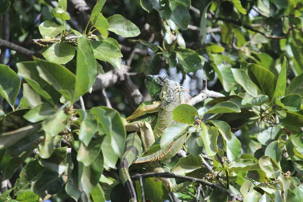 Two iguanas camouflaging in the trees