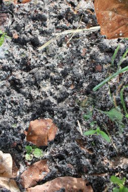 çakıl yakın portre