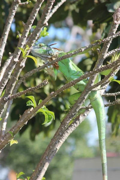 Close up of iguana camouflaged in a tree