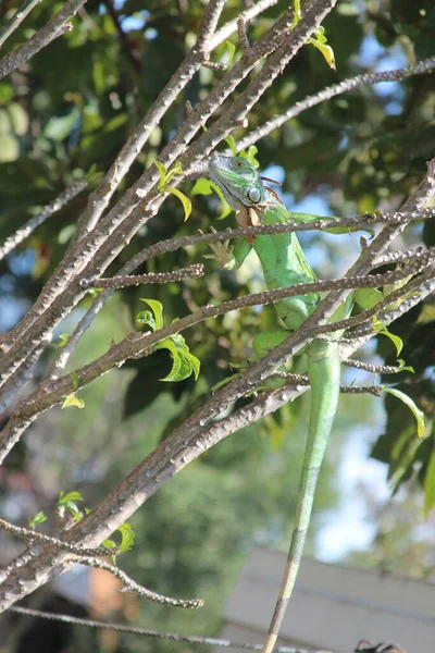 Close up of iguana camouflaged in a tree