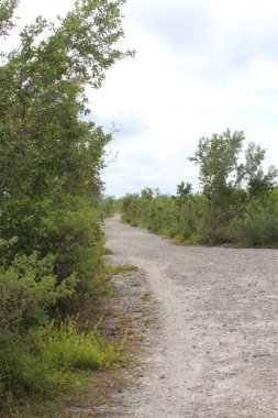 path in the nature walk