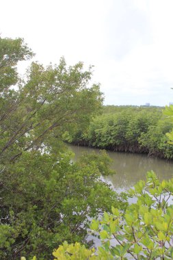 intercoastal ocean under the bridge 