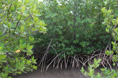 Mangrove swampy roots in the intercoastal