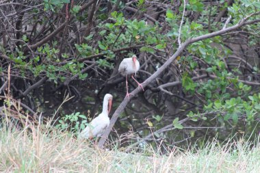 white tropical bird in the trees