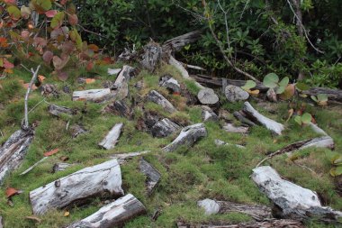 Tree photography in the everglades