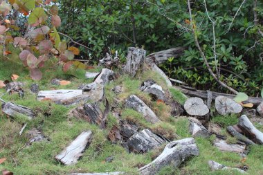 moss lying on a pile of green grass.