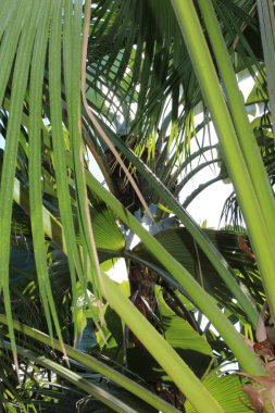 Yeşil yapraklı palmiye ağaçları