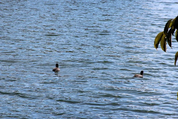 Eine Herde Enten Auf Dem See — Stockfoto