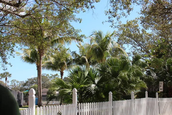 Landscape White Fence Palm Trees — 스톡 사진